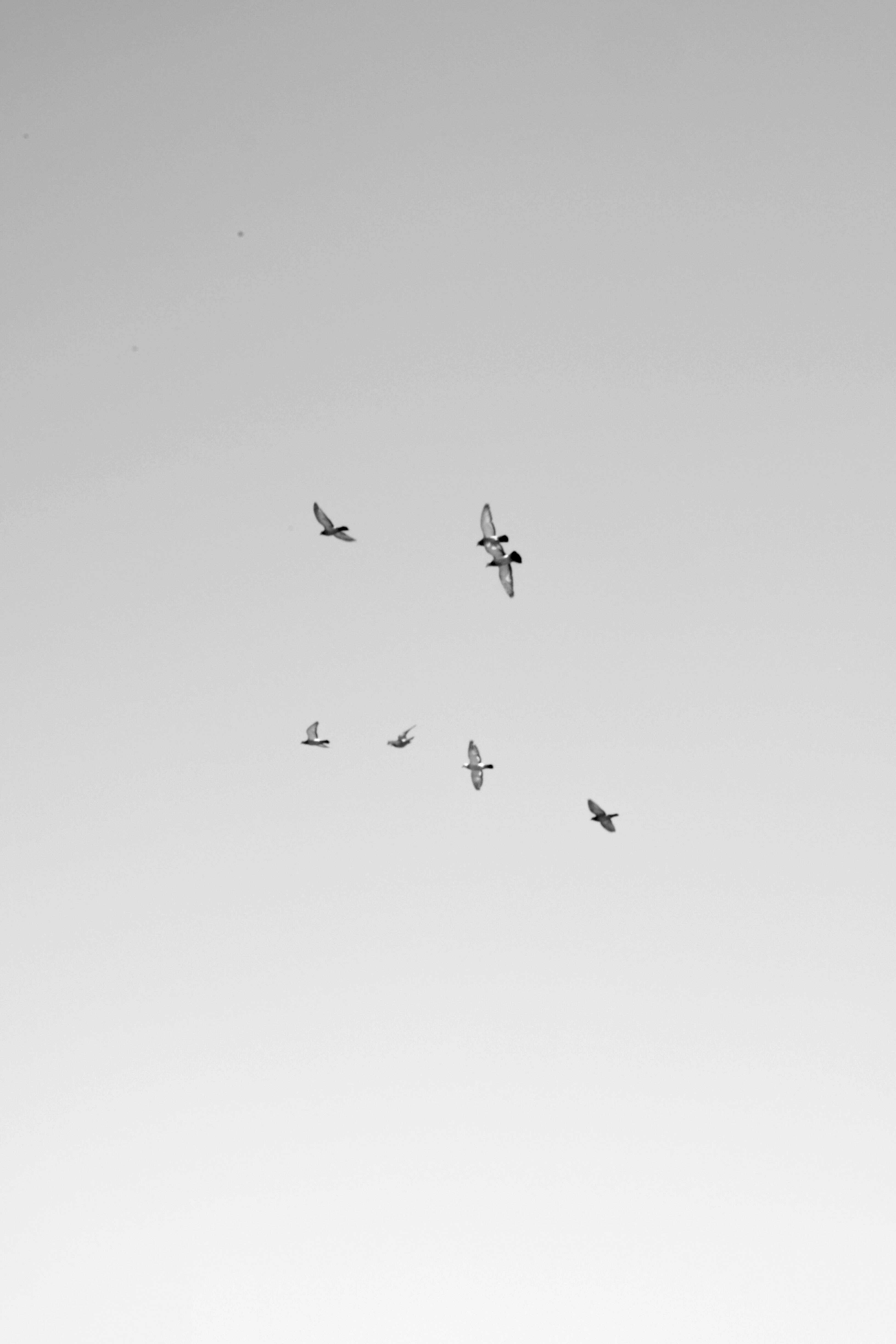 seven white birds flying